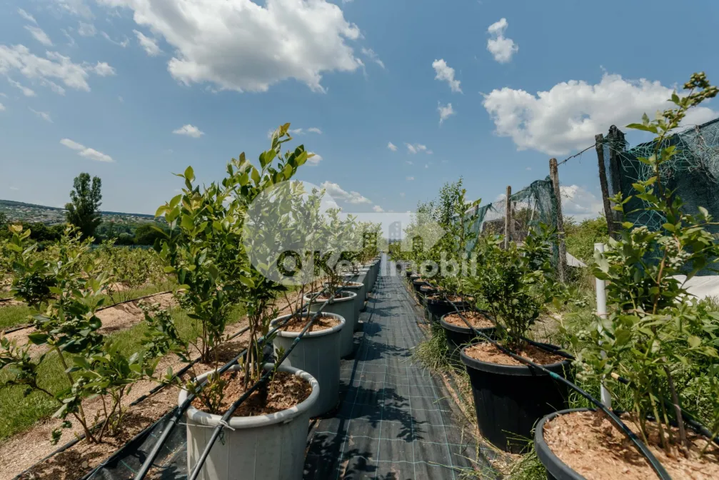 Земельный участок, ЯЛОВЕНЫ