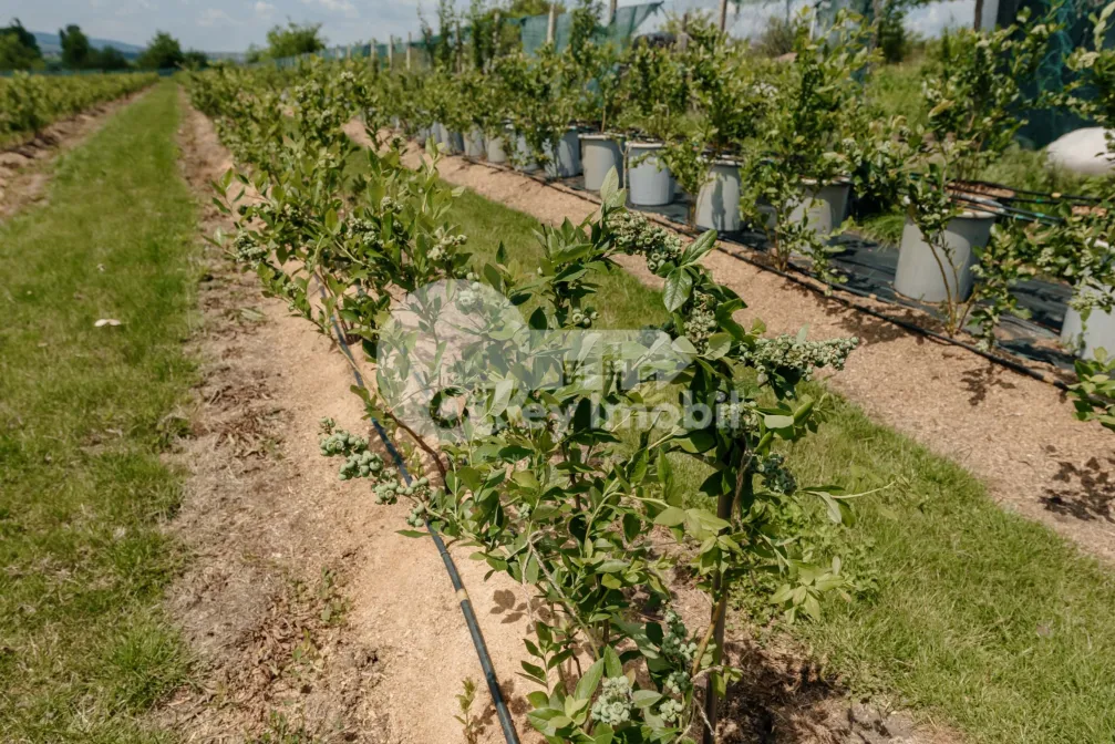 Земельный участок, ЯЛОВЕНЫ