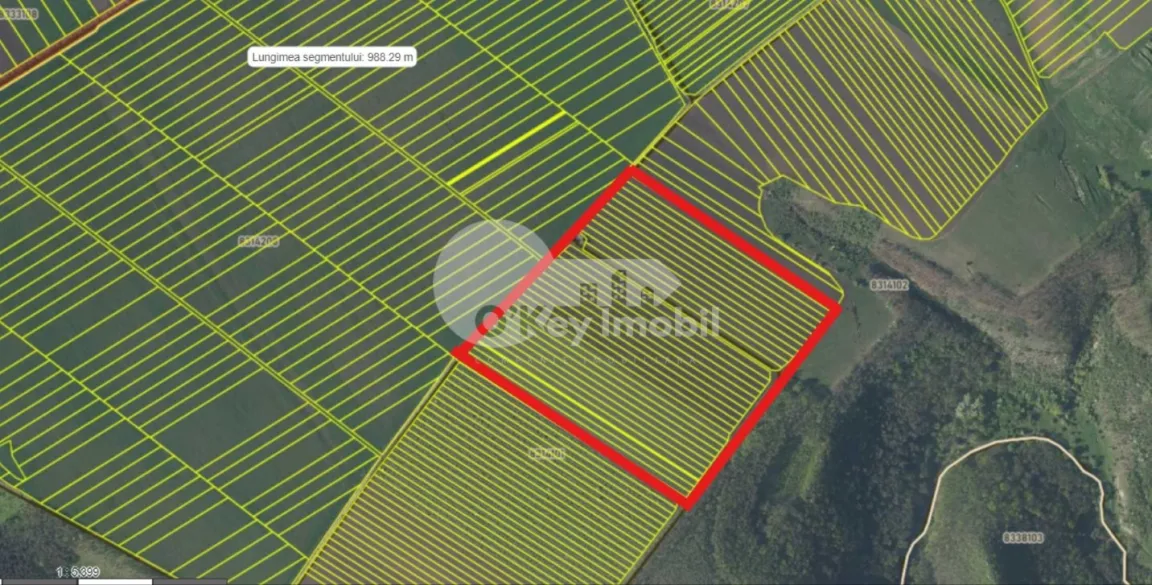 Активный бизнес, ШОЛДАНЕШТЫ