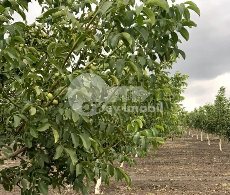 Активный бизнес, ШОЛДАНЕШТЫ